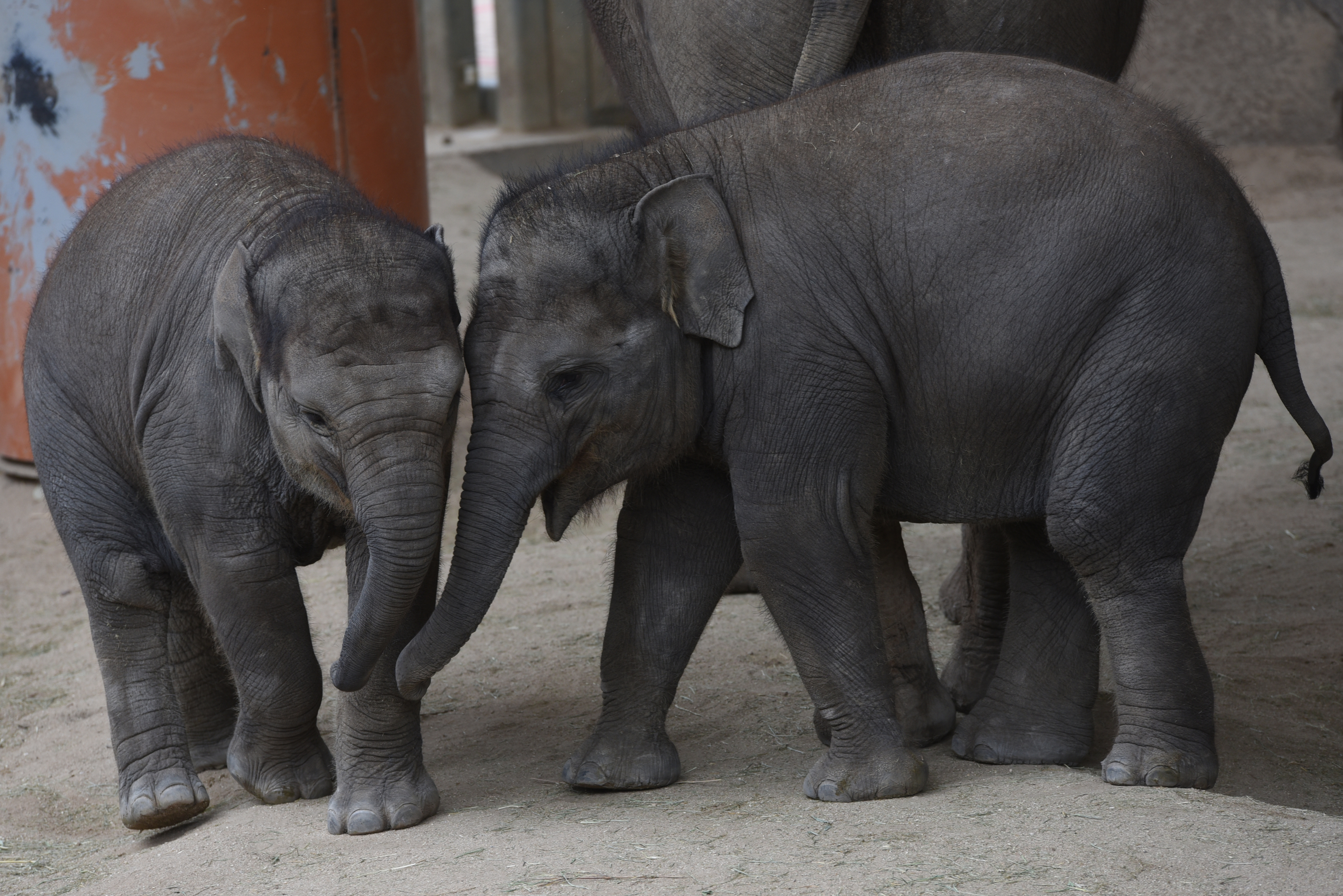 The baby Sumatran elephant 'Vera', left, pictured playing...