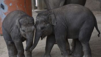The baby Sumatran elephant 'Vera', left, pictured playing...