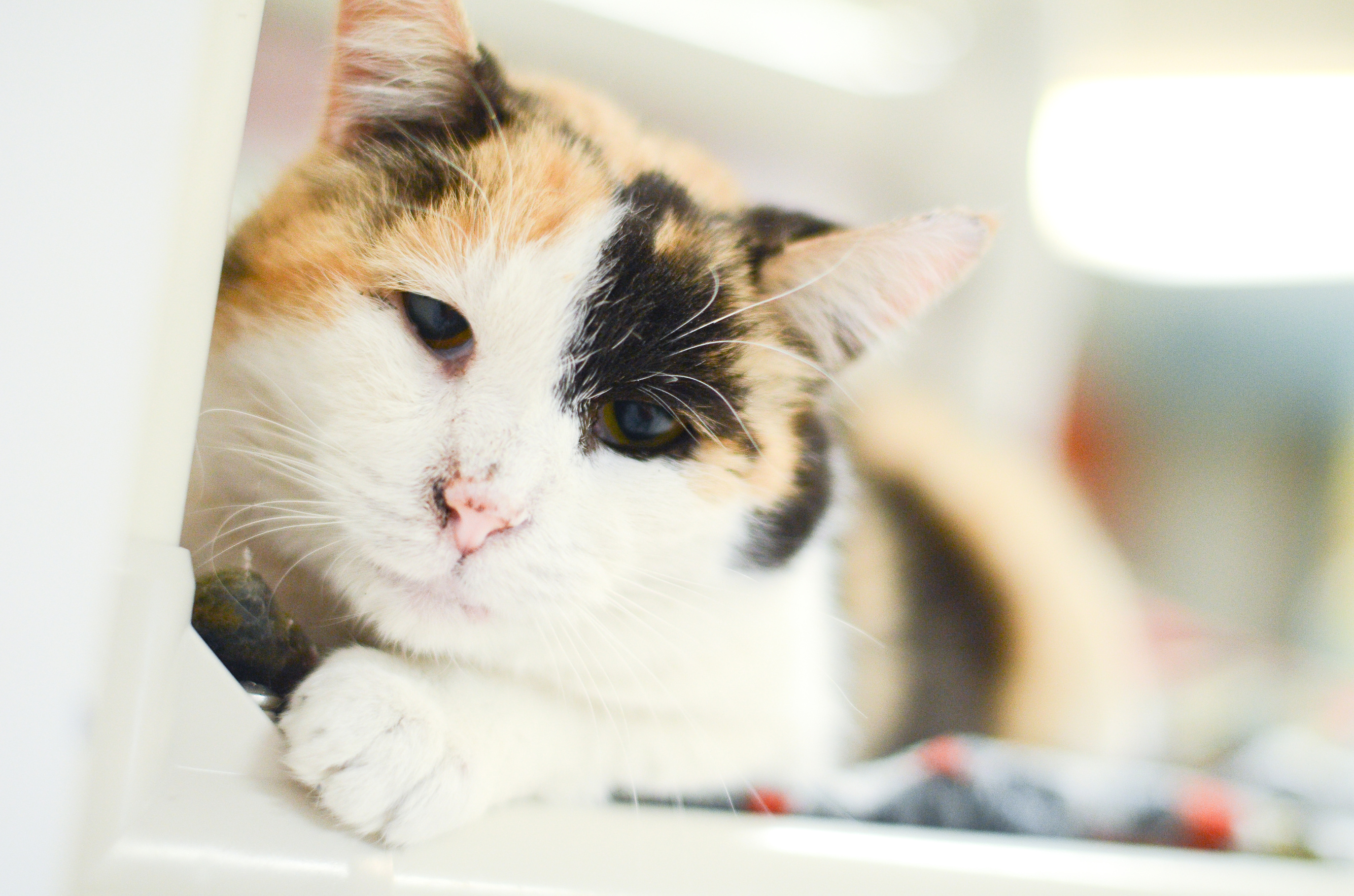 Animal House Kittens 7/9/15